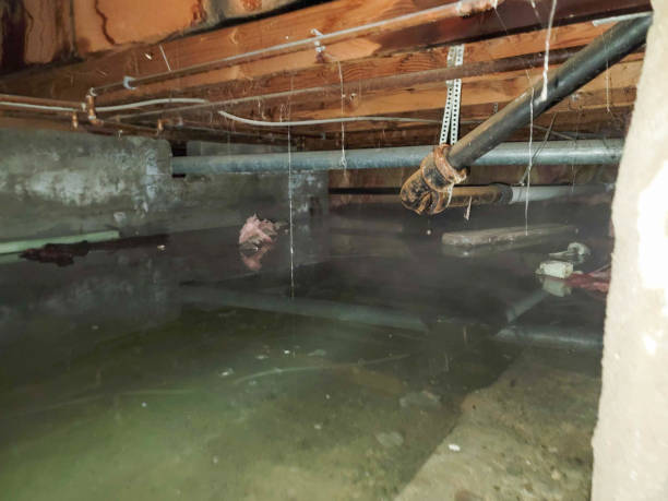 Best Water damage restoration near me  in Daphne, AL